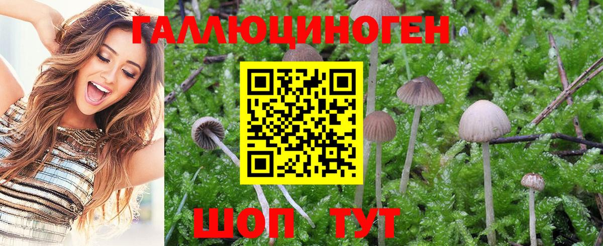 Псилоцибиновые грибы MAGIC MUSHROOMS  Вход с VPN  Избербаш  Галлюциногенные грибы мухоморы 